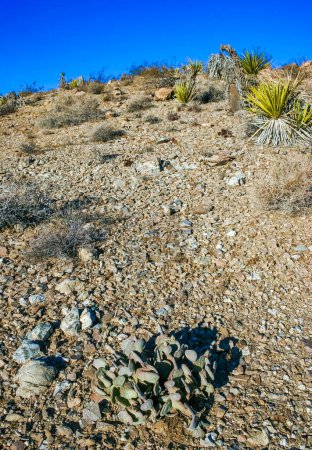 Cactus de pera espinosa de Chenille (Opuntia aciculata) - Desierto de Mojave, Parque Nacional Joshua Tree, CA