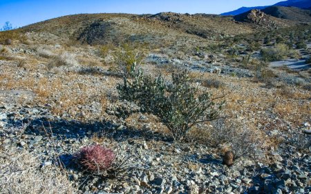 Baumwollkaktus (Echinocactus polycephalus), Kakteen in der Steinwüste zwischen den Felsen, Mojave Desert Joshua Tree National Park, Kalifornien