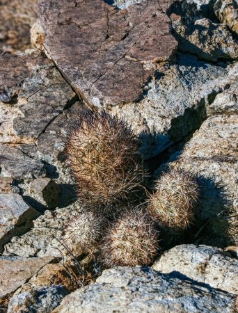 Téléchargez les photos : Escobaria chlorantha-miniature cactus résistant au gel dans une fissure rocheuse dans un désert rocheux dans le parc national Joshua Tree, Californie - en image libre de droit