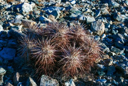 Strawberry hedgehog cactus (Echinocereus engelmannii) - a group of spiny cacti with long brown spines in Joshua Tree NP, California