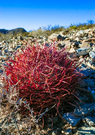 Wüstenkaktus (Ferocactus cylindraceus) - Nahaufnahme eines roten Stachelkaktus in einer Wüstenlandschaft im Joshua Tree National Park, Kalifornien