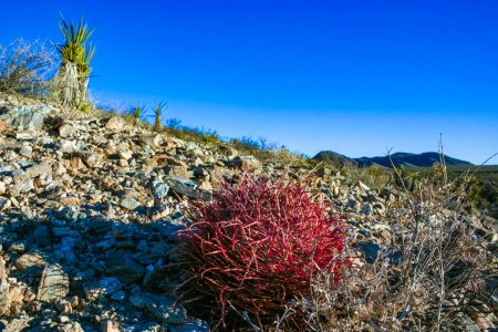 California barrel cactus, Desert barrel cactus (Ferocactus cylindraceus) - cactus de la colonne vertébrale rouge dans le paysage rocheux du désert dans le parc national Joshua Tree, Californie