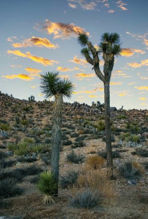 Foto de Paisaje rocoso, Yucca Brevifolia Mojave Desert Joshua Tree National Park, CA - Imagen libre de derechos