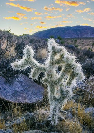 (Cylindropuntia bigelovii) - forme de cactus à longues épines argentées avec désert rocheux près de Joshua Tree NP