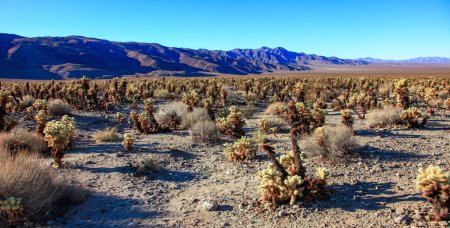 cholla de l'ours en peluche (Cylindropuntia bigelovii) - grands fourrés de cactus de poires épineuses aux épines jaunâtres tenaces dans le désert de Joshua Tree NP, Californie