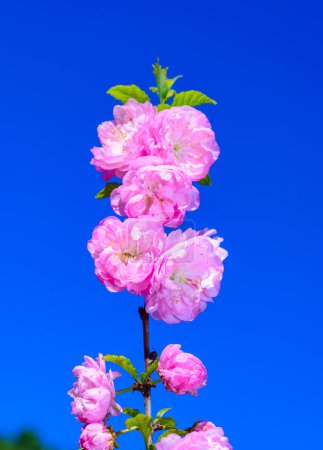 Parfois appelée prune à fleurs ou amande à fleurs (Prunus triloba))