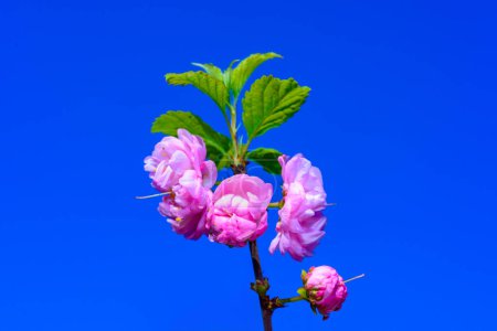Sometimes called flowering plum or flowering almond (Prunus triloba)