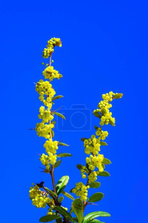 Branch with yellow barberry flowers in the garden against the blue sky, Ukraine