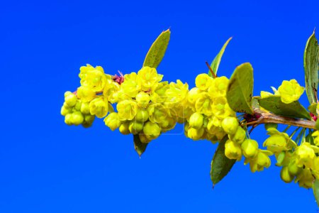 Branch with yellow barberry flowers in the garden against the blue sky, Ukraine