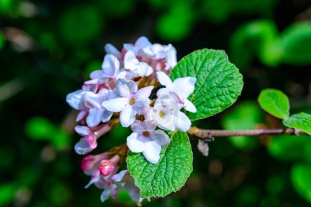 Viburnum carlesii - inflorescence with pink flowers in the garden on a background of green leaves, Ukraine