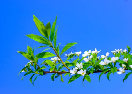 A sprig of blooming spirea against a background of blue sky in the garden, Ukraine