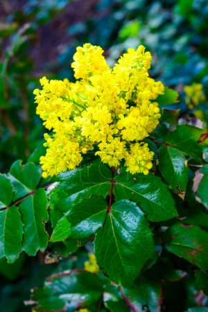 Mahonia aquifolium (Oregon-grape or Oregon grape), inflorescence with yellow flowers on a background of green leaves in the garden, Ukraine