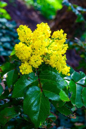Mahonia aquifolium (Oregon-grape or Oregon grape), inflorescence with yellow flowers on a background of green leaves in the garden, Ukraine