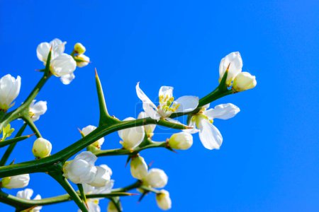 Poncirus trifoliata - Evergreen poncirus bush blooming with white flowers 