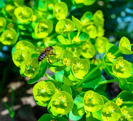 A honey bee collects nectar on garden milkweed flowers in a garden, Ukraine