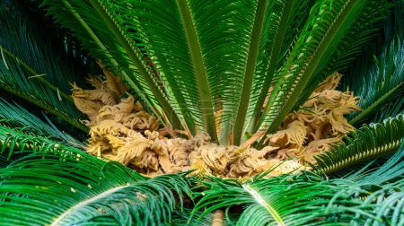 Cycas revoluta - female cycad plant blooms in the botanical garden, Odessa