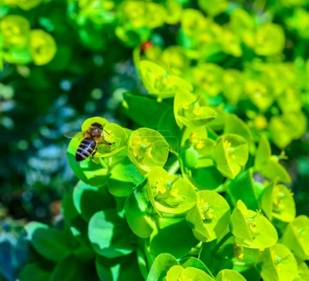 Eine Honigbiene sammelt in einem Garten in der Ukraine Nektar auf Blüten von Gartenmelkröten