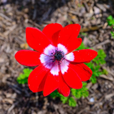 Windflowers Anemone (Ranunculaceae) - fleur vivace aux pétales rouges dans le jardin, Odessa