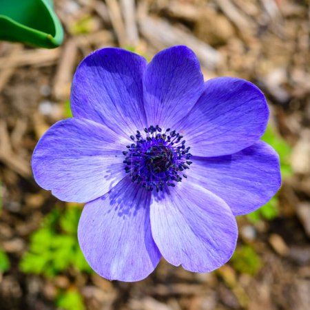 Windflowers Anemone (Ranunculaceae) - fleur vivace aux pétales bleus dans le jardin, Odessa
