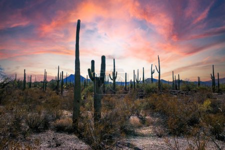 Desert landscape with cacti (Stenocereus thurberi, Carnegiea gigantea) and other succulents in Organ Pipe National Park, Arizona