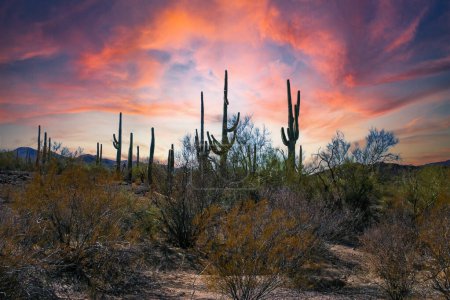 Desert landscape with cacti (Stenocereus thurberi, Carnegiea gigantea) and other succulents in Organ Pipe National Park, Arizona