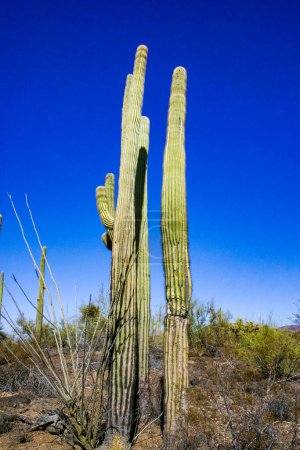 Wüstenlandschaft mit Kakteen (Carnegiea gigantea) und anderen Sukkulenten im Organ Pipe NP, Arizona
