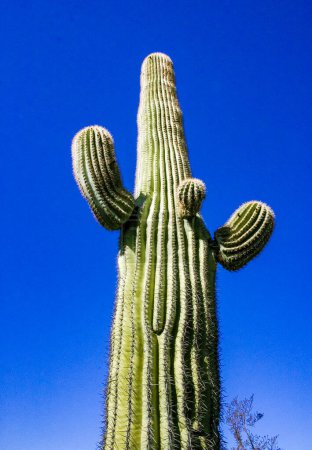 Carnegiea gigantea - giant cactus against a blue sky in the rock desert in Organ Pipe National Park, Arizona