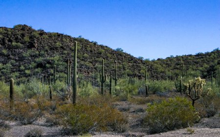 Wüstenlandschaft mit Kakteen (Stenocereus thurberi, Carnegiea gigantea) und anderen Sukkulenten im Organ Pipe NP, Arizona