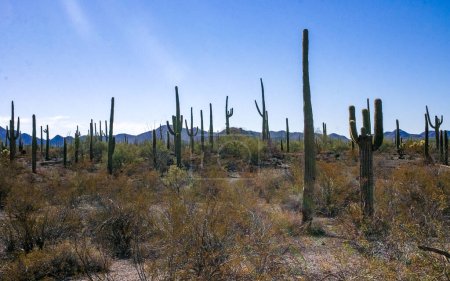 Desert landscape with cacti (Stenocereus thurberi, Carnegiea gigantea) and other succulents in Organ Pipe NP, Arizona