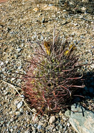 Foto de Ferocactus wislizeni (Fishhook Barrel Cactus) - flowering plant with ripening fruits and seeds in the rock desert in Organ Pipe Cactus National Park, Arizona - Imagen libre de derechos