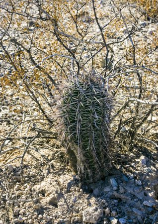 Jeune plante Carnegiea gigantea in Organ Pipe NP, Arizona