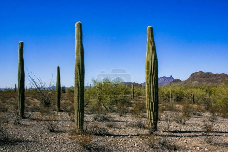 Photo for Desert landscape with cacti (Carnegiea gigantea) and other succulents in Organ Pipe NP, Arizona - Royalty Free Image