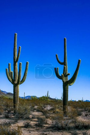 Foto de Desert landscape with cacti (Carnegiea gigantea) and other succulents in Organ Pipe NP, Arizona - Imagen libre de derechos