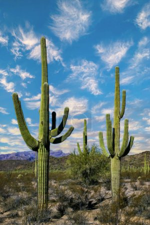 Paisaje del desierto con cactus (Carnegiea gigantea) y otras suculentas en Organ Pipe NP, Arizona
