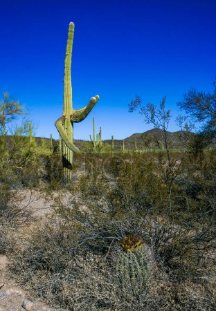 Photo for Carnegiea gigantea, Ferocactus wislizeni (Fishhook Barrel Cactus) - flowering plant with ripening fruits and seeds in the rock desert in Organ Pipe Cactus National Park, Arizona - Royalty Free Image