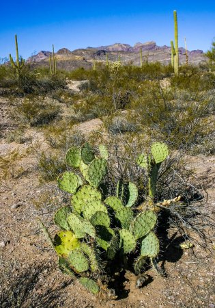 Opuntia sp., Desert landscape with cacti in Organ Pipe NP, Arizona