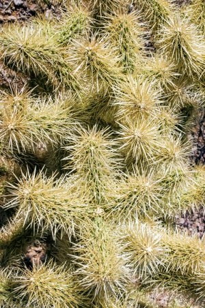 Teddybär-Cholla (Cylindropuntia bigelovii) - Wüstenlandschaft, großes Dickicht aus Kakteen mit zähen gelblichen Stacheln im Joshua Tree NP, Kalifornien
