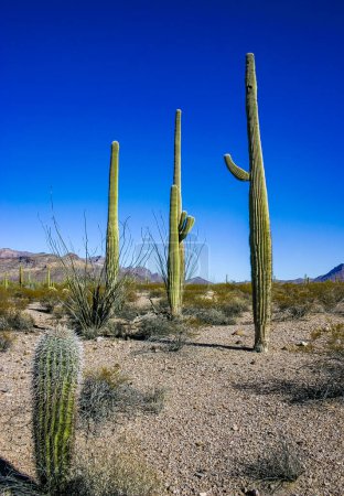Paisaje del desierto con cactus (Carnegiea gigantea) y otras suculentas en Organ Pipe NP, Arizona