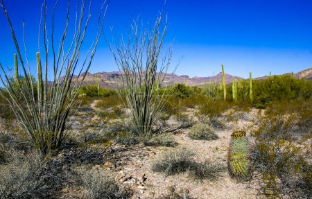 Desert landscape, Ocotillo (Fouquieria splendens), Ferocactus and Carnegiea gigantea, Organ Pipe National Park, Arizona