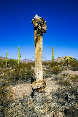 Tote Trockenpflanze Carnegiea gigantea und andere Sukkulenten im Organ Pipe NP, Arizona