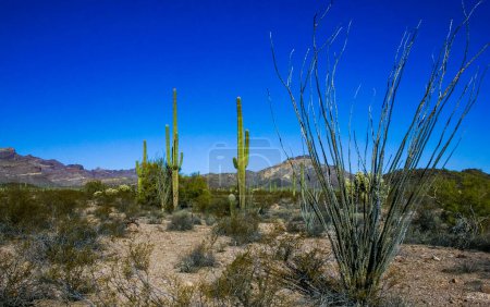 Desert landscape, Ocotillo (Fouquieria splendens) and Carnegiea gigantea, Organ Pipe National Park, Arizona