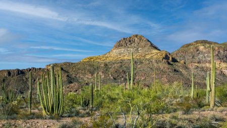 Wüstenlandschaft mit Kakteen, Stenocereus thurberi, Carnegiea gigantea und anderen Sukkulenten und Pflanzen im Organ Pipe National Park, Arizona