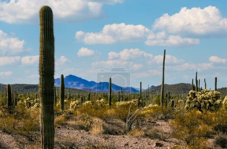 Paysage désertique avec cactus, Stenocereus thurberi, Carnegiea gigantea et d'autres plantes et plantes succulentes dans le parc national Organ Pipe, Arizona