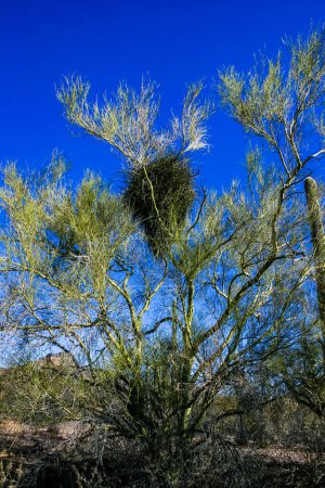 Grand nid d'oiseaux sur un arbre contre un ciel bleu dans le désert rocheux dans le parc national Organ Pipe, Arizona