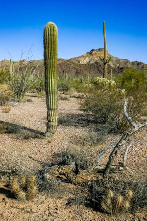 Paisaje del desierto con cactus, Stenocereus thurberi, Carnegiea gigantea y otras suculentas y plantas en el Parque Nacional Organ Pipe, Arizona