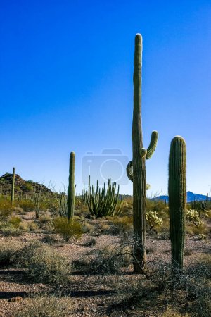 Photo for Desert landscape with cacti (Carnegiea gigantea) and other succulents in Organ Pipe NP, Arizona - Royalty Free Image