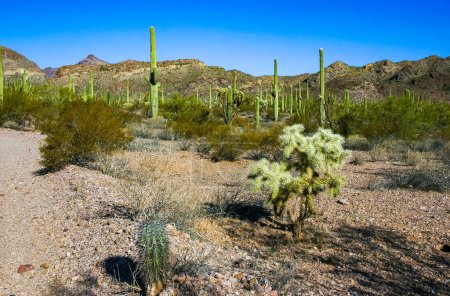 Carnegiea gigantea et cholla de l'ours en peluche (Cylindropuntia bigelovii) - paysage désertique, grandes fourrés de cactus de poires épineuses aux épines jaunâtres tenaces dans le Joshua Tree NP, Californie