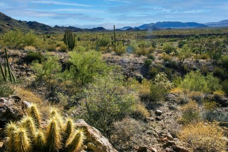 Wüstenlandschaft mit Kakteen, Stenocereus thurberi, Carnegiea gigantea und anderen Sukkulenten und Pflanzen im Organ Pipe National Park, Arizona