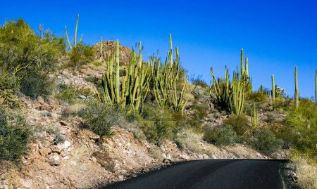 Wüstenlandschaft mit Kakteen (Stenocereus thurberi, Carnegiea gigantea) und anderen Sukkulenten im Organ Pipe National Park, Arizona