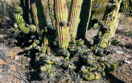 Cacti Stenocereus thurberi en Organ Pipe National Park, Arizona